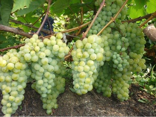 Выращиваем виноград 