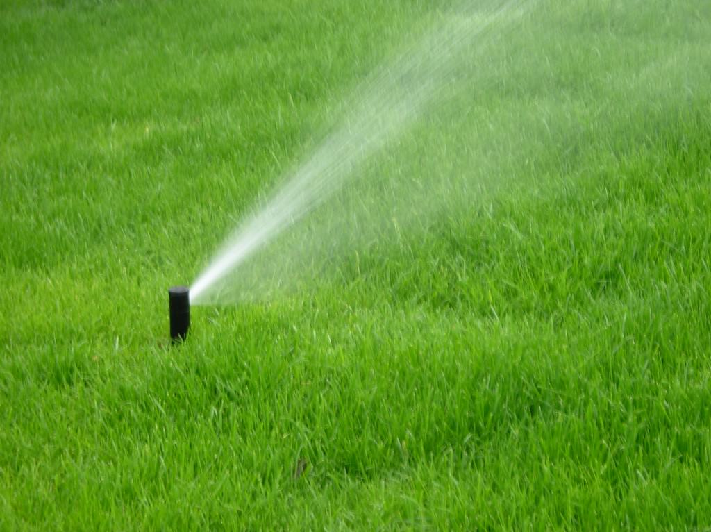 После внесения удобрений, газон следует полить