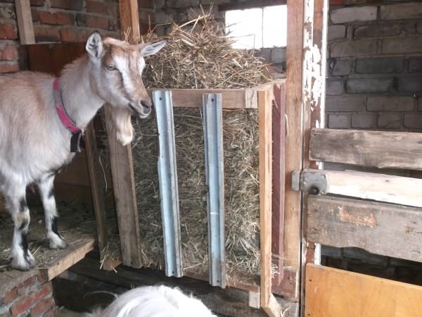 Как сделать кормушку для козы фото