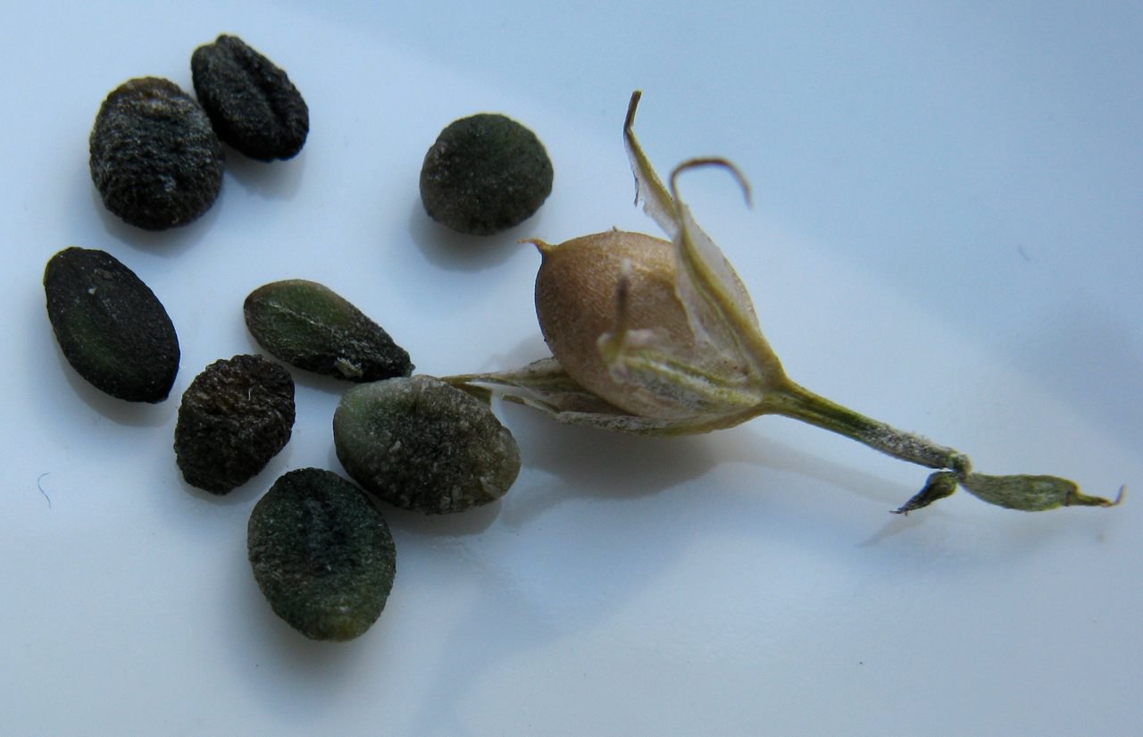 Плод и семена флокса метельчатого