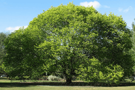 Вяз - большое и раскидистое дерево