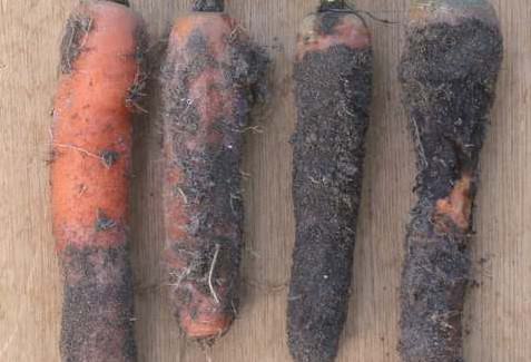 Морковь инфицированная гнилью