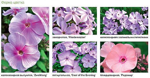 Разнообразие форм цветка флокса