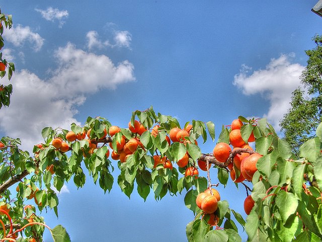 Абрикос - солнечный плод вашего сада