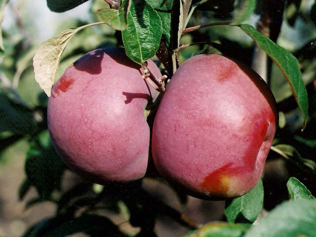 Сорт яблок Мекинтош