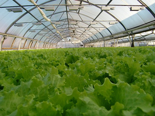 Выращивание листового салата 