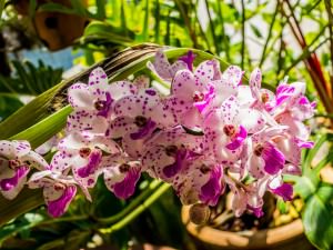 orchid-262640-300x225.jpg