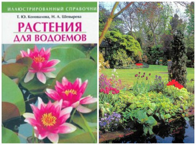 Растения для водоемов – автор Коновалова Татьяна Юрьевна