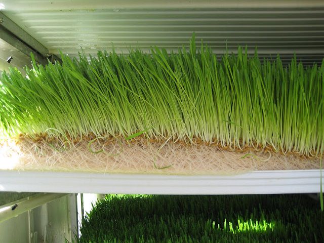 Зеленый лук выращивается способом гидропоники