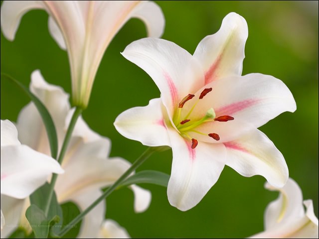 Белый с розовой полоской цветок лилии крупным планом