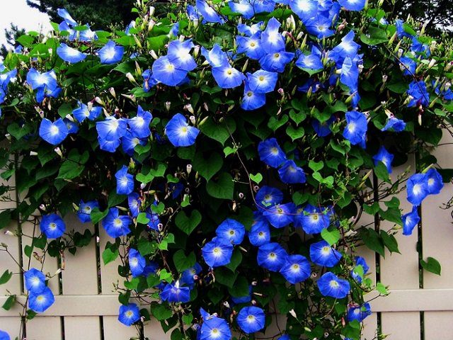 Ипомея с ярко-голубыми цветами растет на заборе
