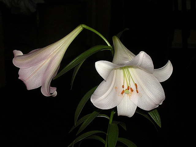 Две белых лилии Лонгифлорум