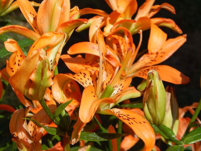 Лилии оранжевого цвета крупным планом