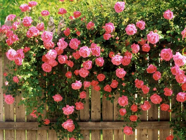 Вьющиеся розы с розовыми цветами на заборе