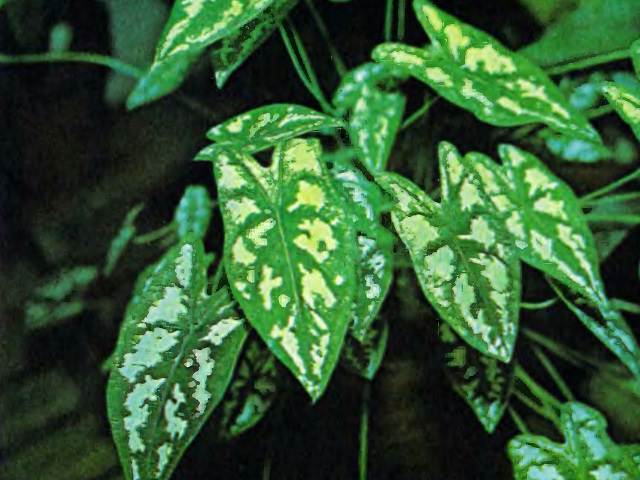 Листья каладиума Гумбольдта