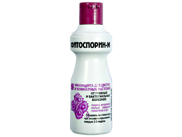 Препарат Фитоспорин-М для герберы