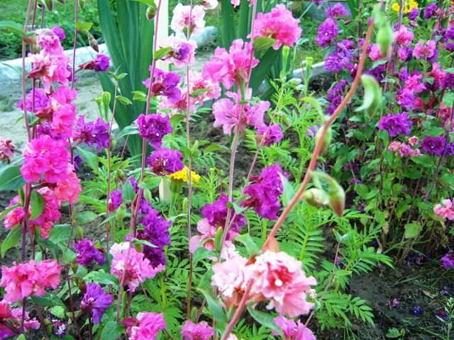 Цветущая кларкия в саду
