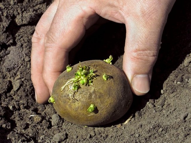 Пророщенный картофель сажают в землю