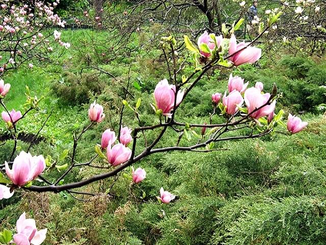 Цветущая ветка в саду весной