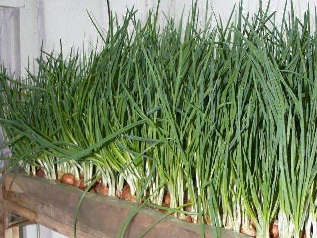 Выращивание зелени в теплице - лук