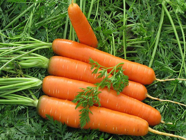 Выращенная морковь крупным планом