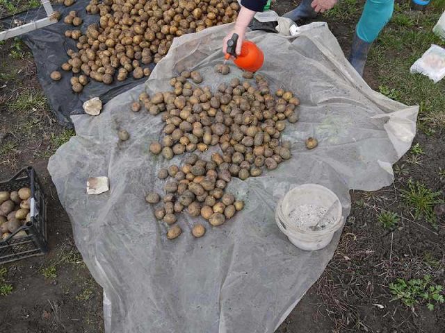 Обработка клубней картофеля стимулятором роста растений
