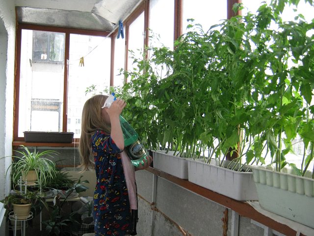 Опрыскивание рассады помидоров стимулятором роста растений