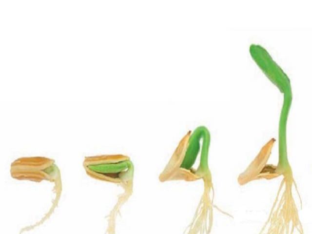 Этапы проращивания семян патиссона