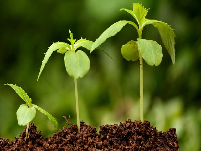 Этапы роста растения