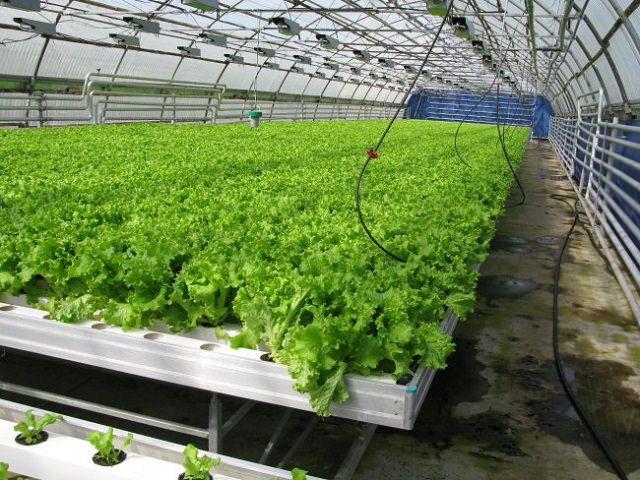 Выращивание зелени в теплице - листовой салат