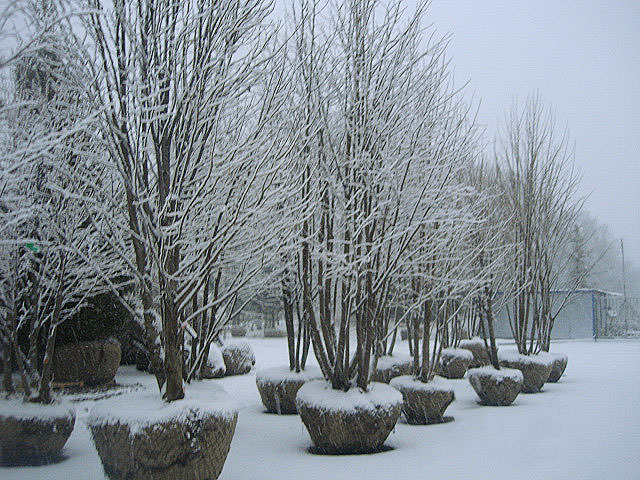 посадка деревьев зимой