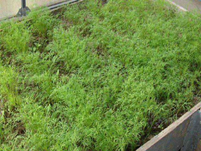 Выращивание зелени в теплице - укроп