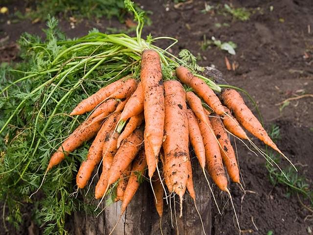 Урожай моркови крупным планом