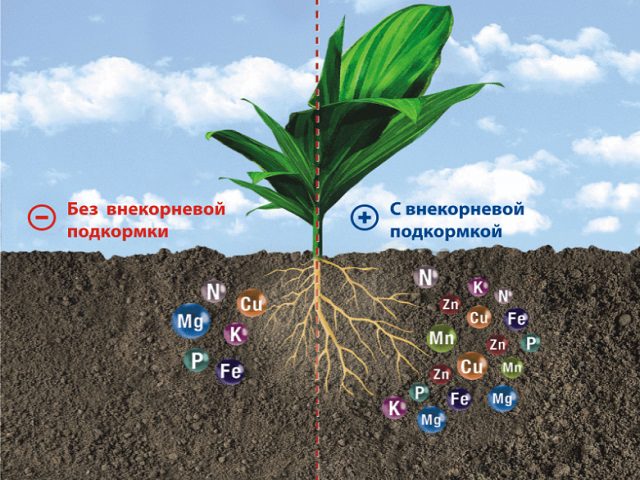 Влияние стимулятора роста растений - микроудобрения