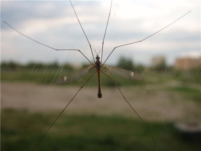 комары-долгоножки