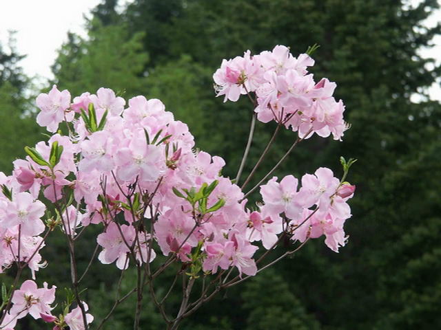Азалия во время цветения 
