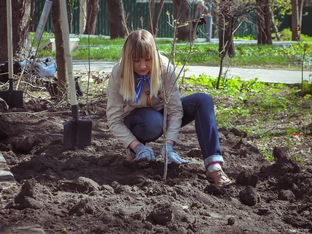 Как посадить правильно кустарник в грунт