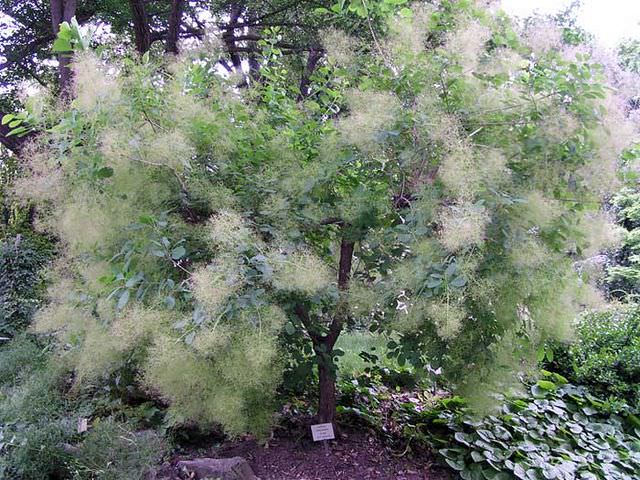 Париковое дерево на садовом участке
