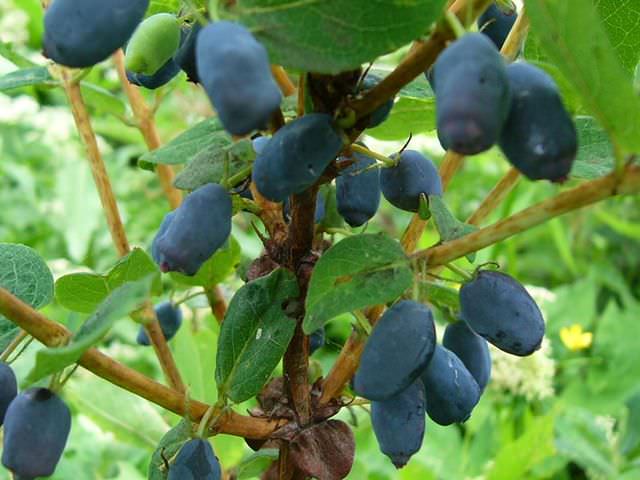Растение с голубыми ягодами