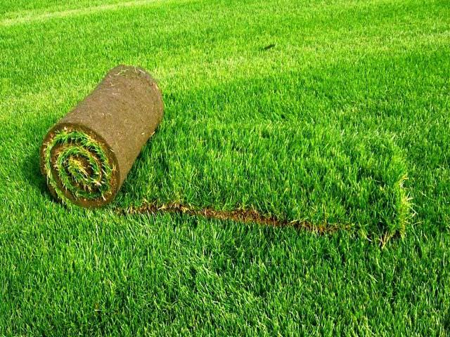 Зимостойкость покрытия из плотной травы