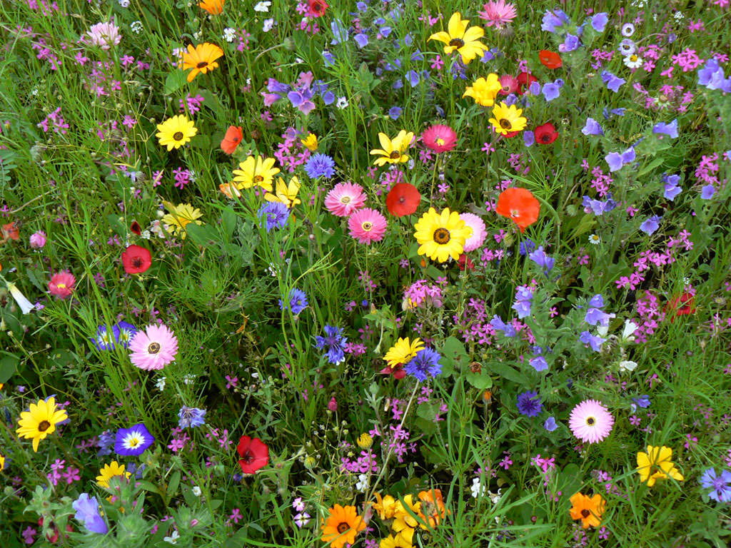 Цветущий газон: как правильно посадить газонные цветы своими руками, фото цветочной травы