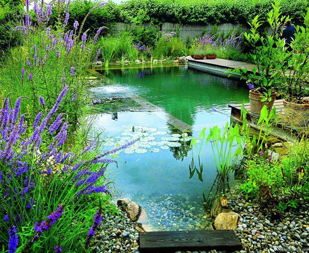Водные растения вокруг пруда украшаем ухаживаем
