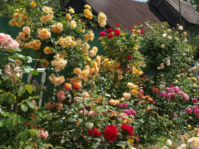 Розовый сад (35 фото): виды. Подготовка почвы и высадка кустов. Обрезка, подкормка и полив