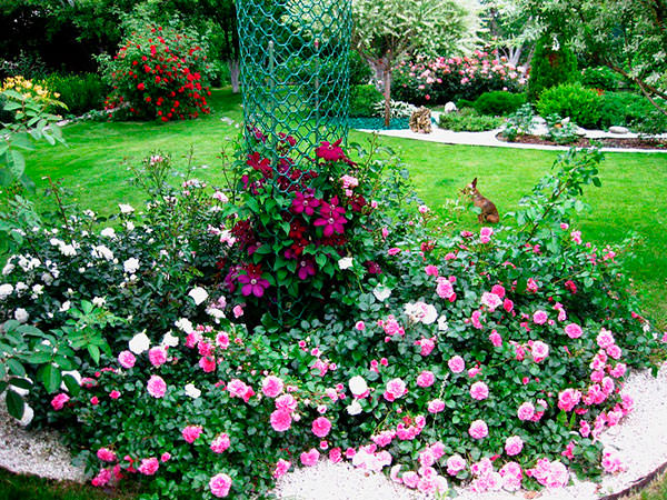 Важным элементом монохромного сада являются розы