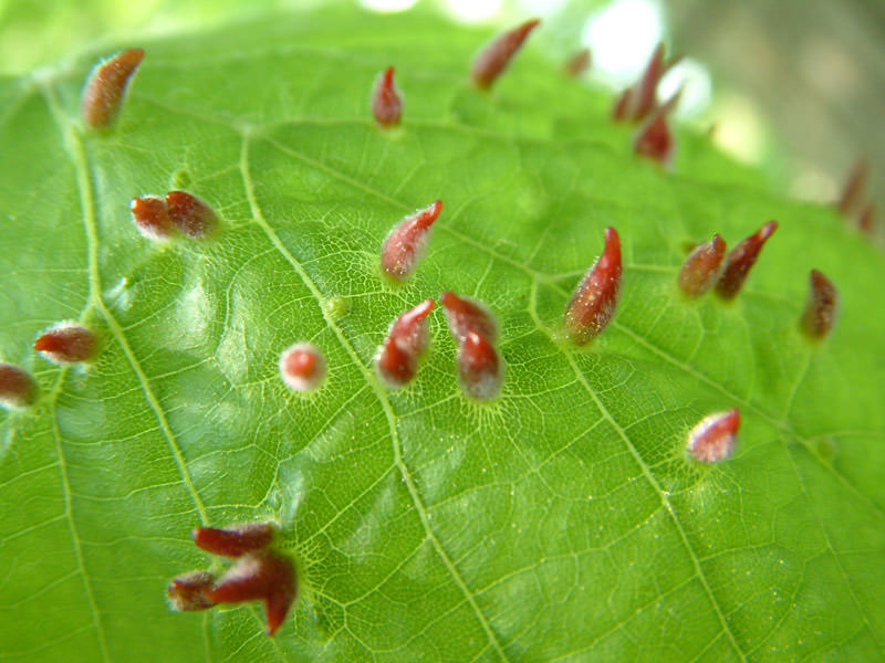 Галловый паразит на листе