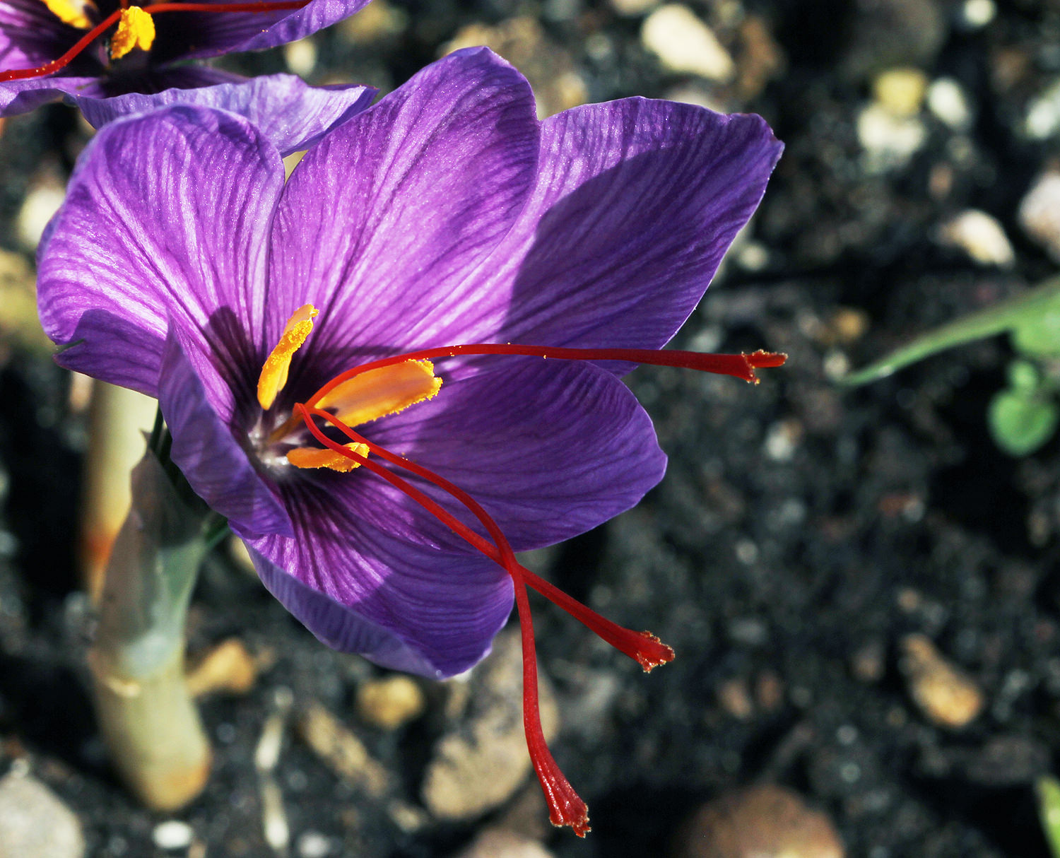 Безвременник. Безвременник цветок. Crocus sativus. Безвременник великолепный.