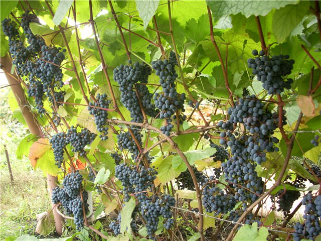 Урожайный виноград амурский