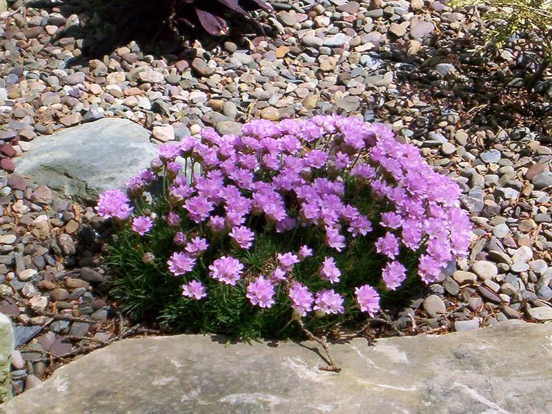 Цветы для альпийской горки многолетние название и фото цветущие