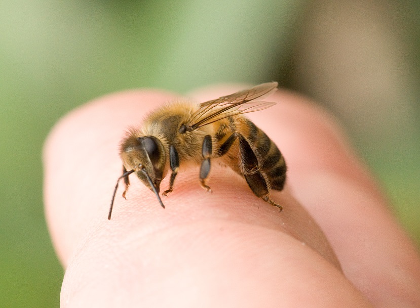 Как избавиться от ос и пчел в саду и в доме: знакомимся с эффективными способами
