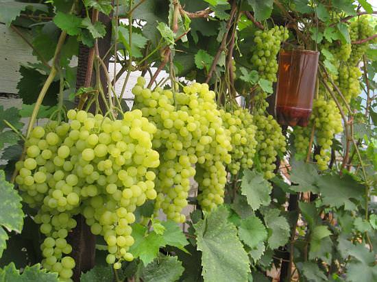 Виноград сорта